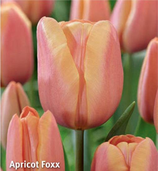 Tulipa Apricot Foxx