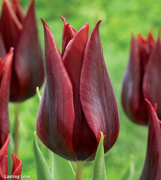 Tulipa Lasting Love