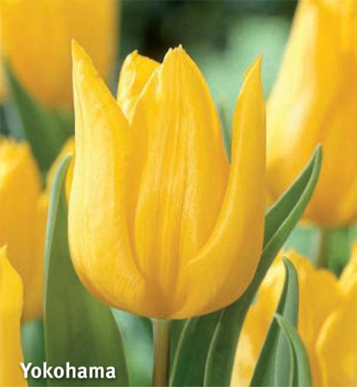 Tulipa Yokohama