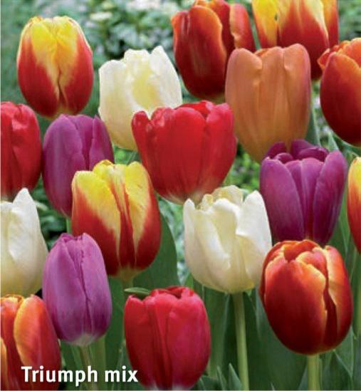 Tulipa Triumph Mix