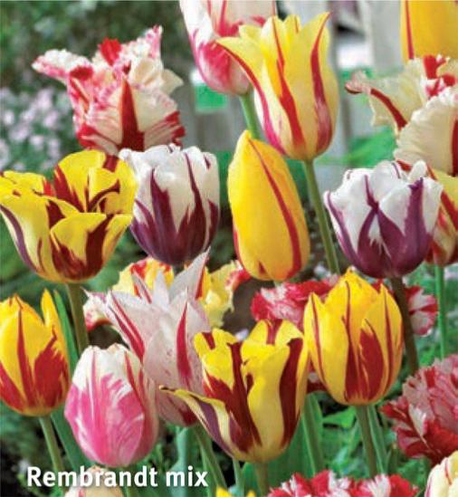 Tulipa Rembrandt Mix