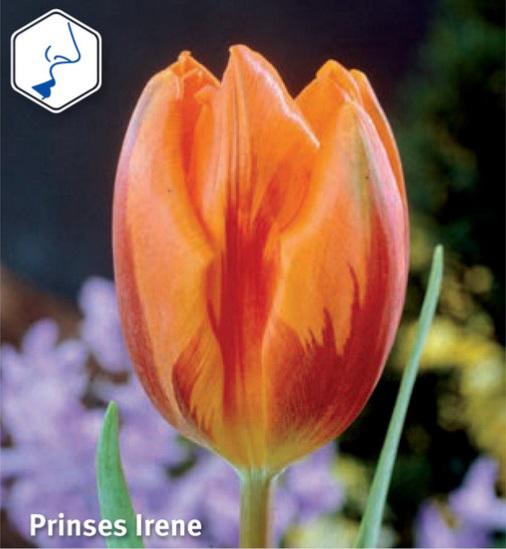 Tulipa Princes Irene