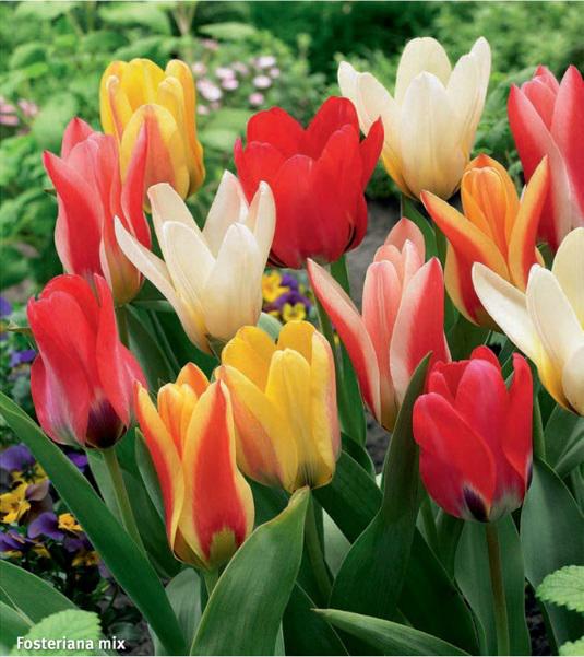 Tulipa Fosteriana Mix