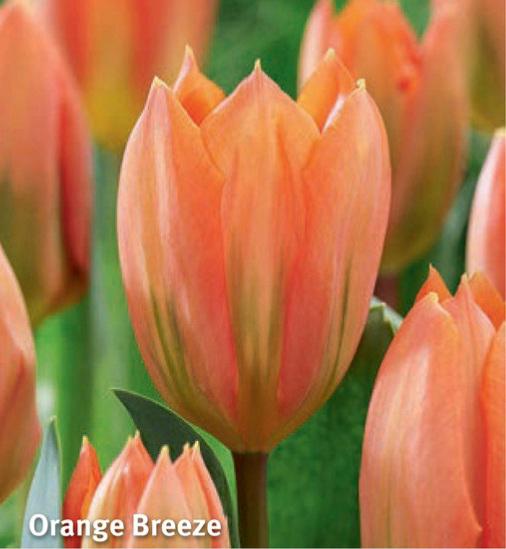 Tulipa Orange Breeze