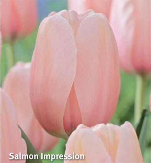 Tulipa Salmon Impression