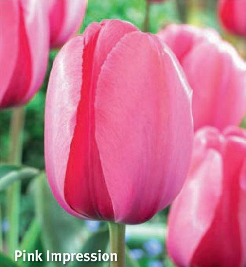 Tulipa Pink Impression