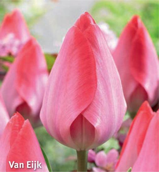 Tulipa van Eijk