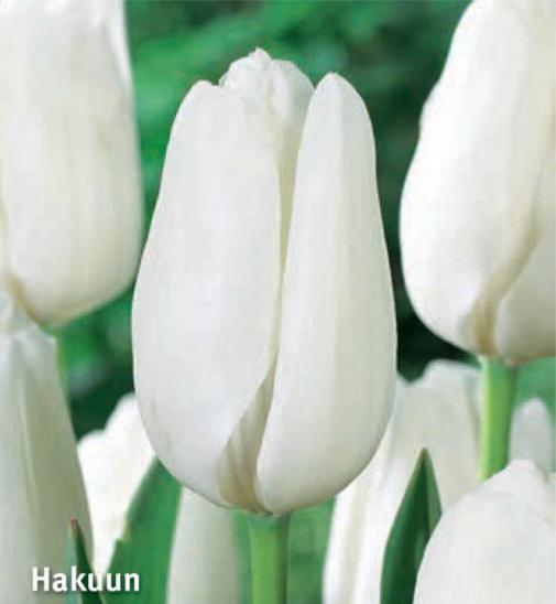 Tulipa Hakuun