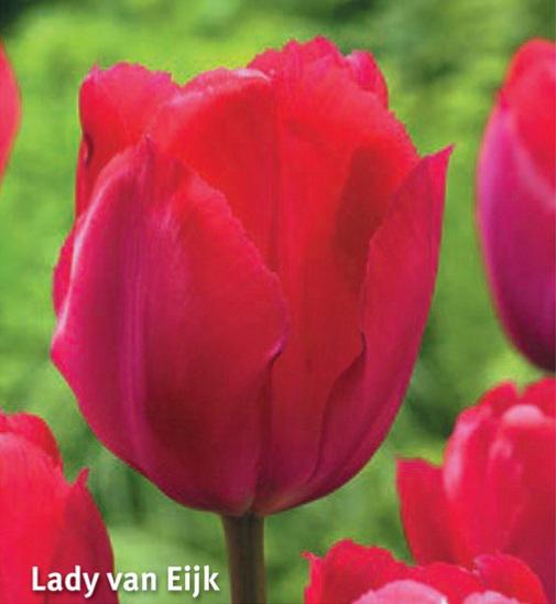 Tulipa Lady van Eijk