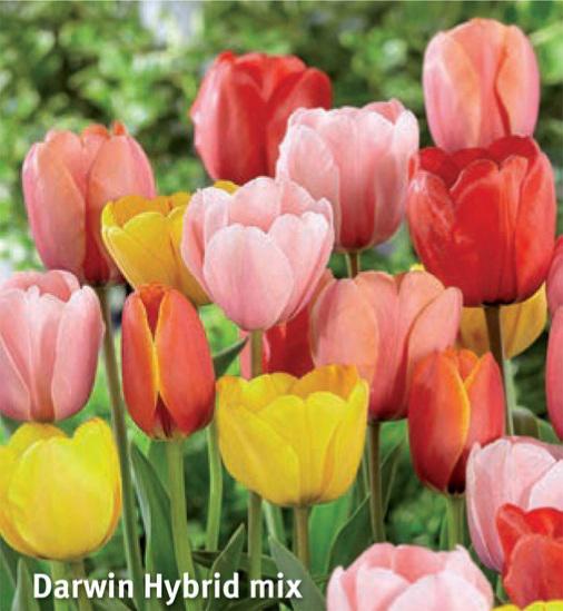 Tulipa Darwin Hybrid Mix