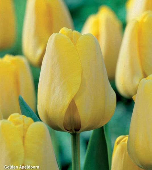 Tulipa Golden Apeldoorn