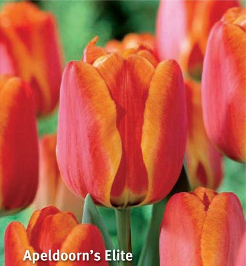Tulipa Apeldoorn's Elite, 10 stk.