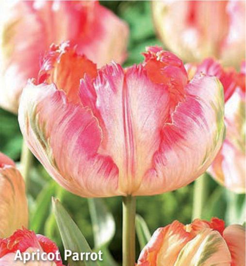 Tulipa Apricot Parrot, 10 stk.
