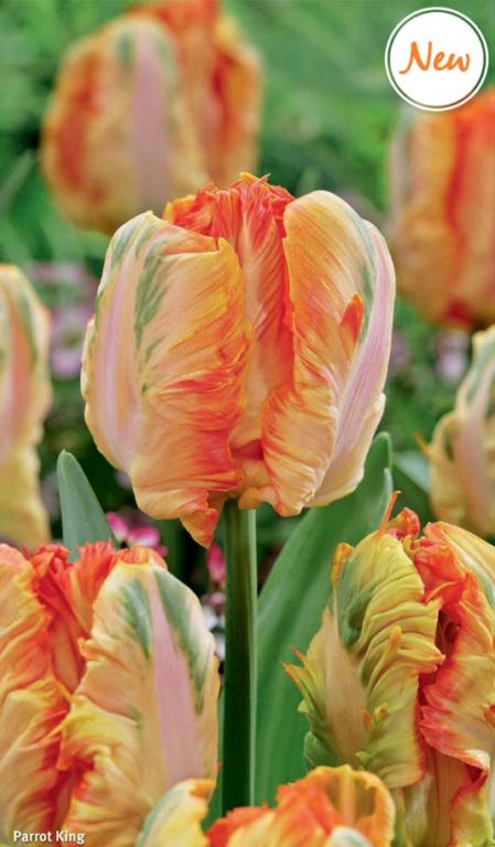 Tulipa Parrot King