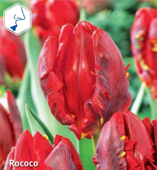 Tulipa Rococo