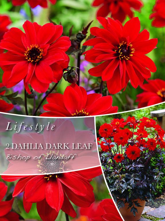 Dahlia Bishop Of Llandaff
