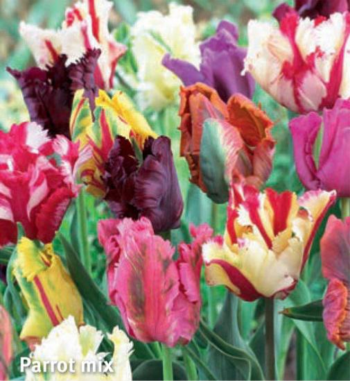 Tulipa Parrot Mix