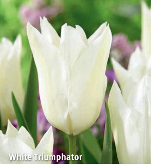 Tulipa White Triumphator