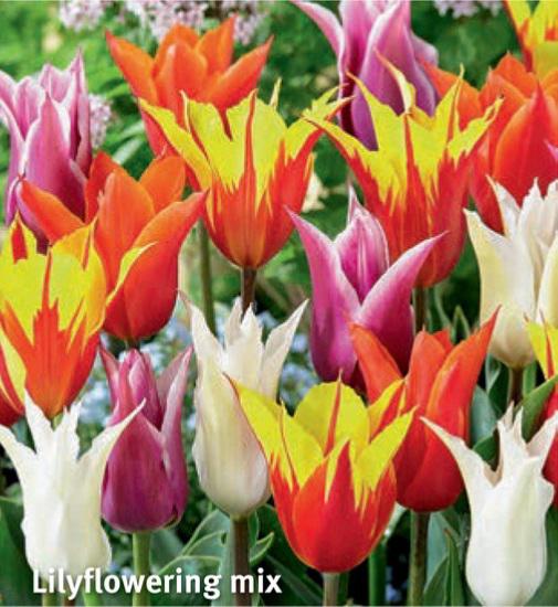 Tulipa Lilyflowering Mix