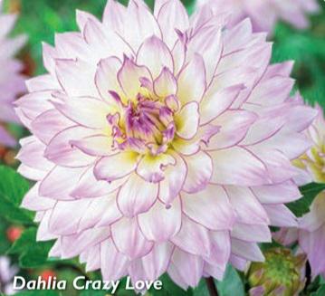 Dahlia Crazy Love