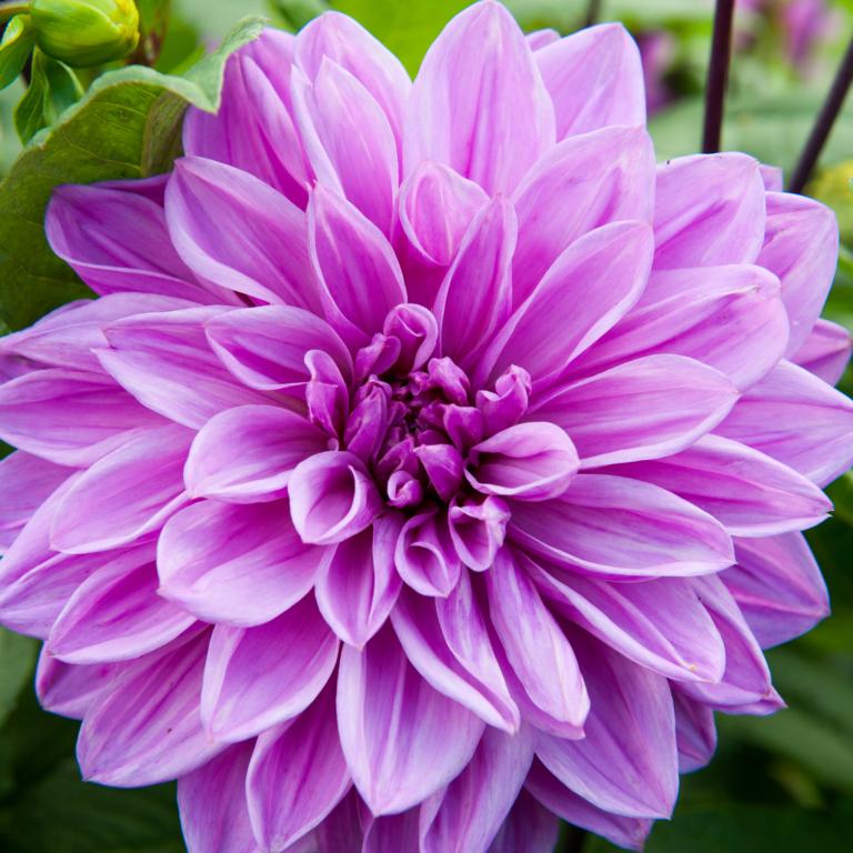 Dahlia 'Lilac Time'