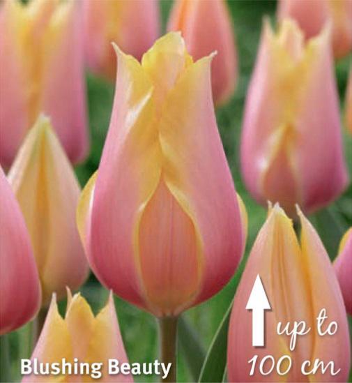 Tulipa Blushing Beauty