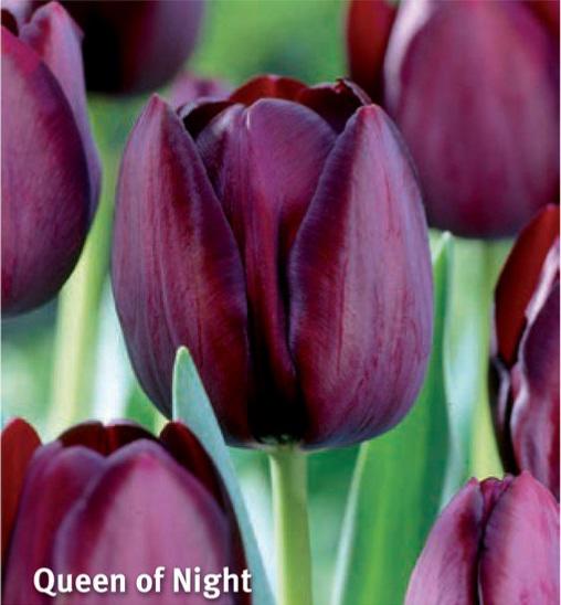 Tulipa Queen of Night