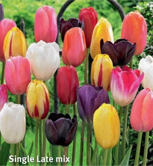 Tulipa Single Late Mix