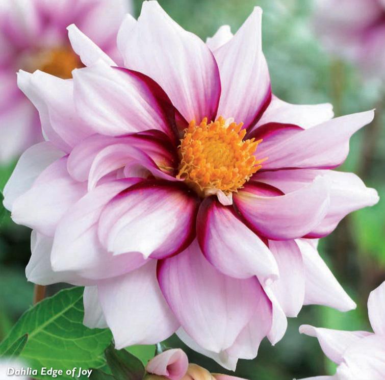 Dahlia Edge Of Joy