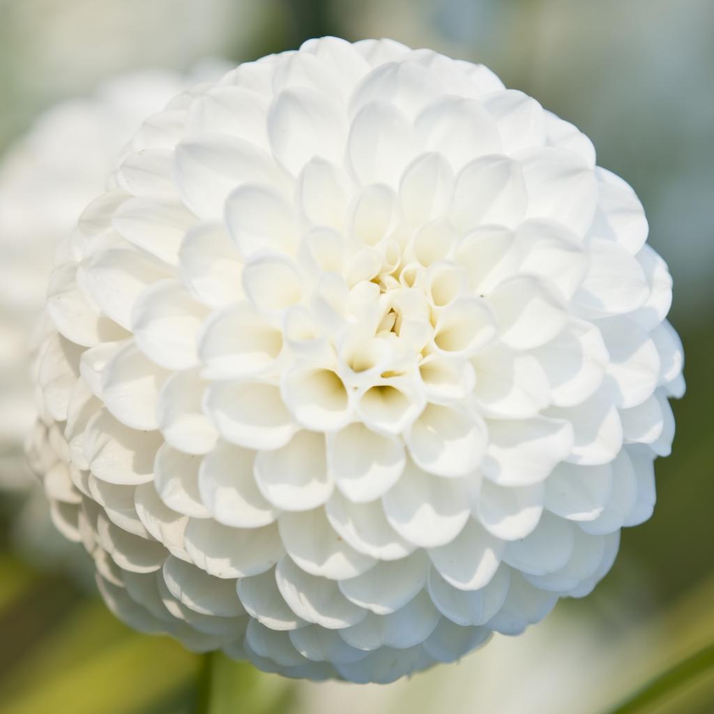 Dahlia 'Petra's Wedding'