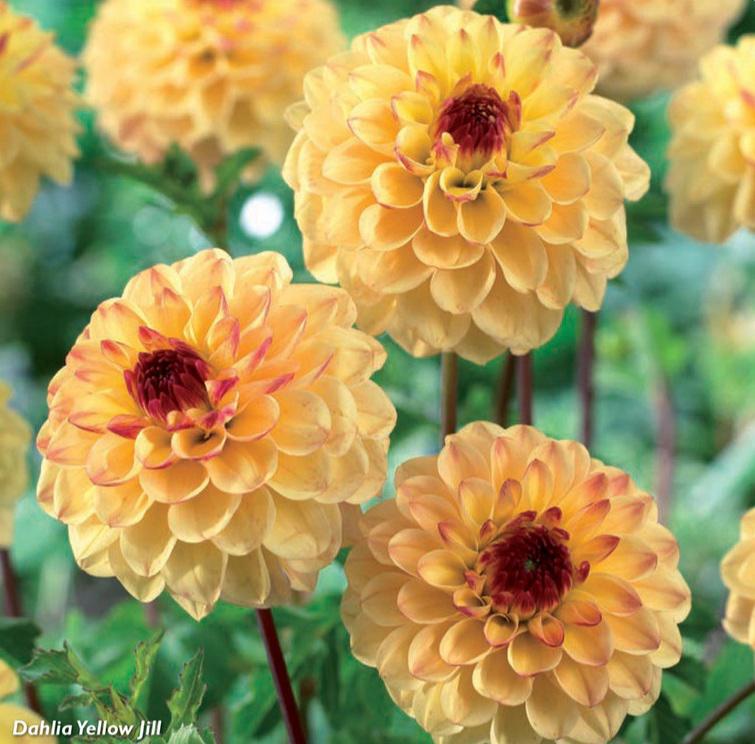 Dahlia pom. Yellow Jill