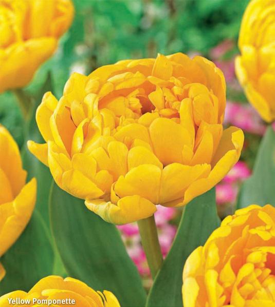 Tulipa Yellow Pomponette