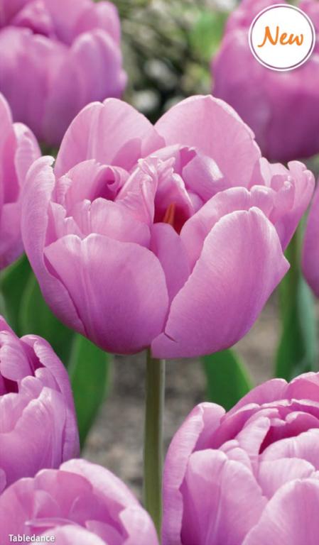 Tulipa Tabledance