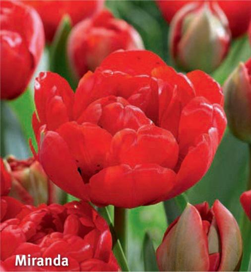 Tulipa Miranda