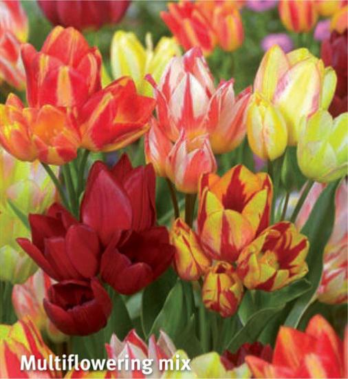 Tulipa Multiflowering Mix