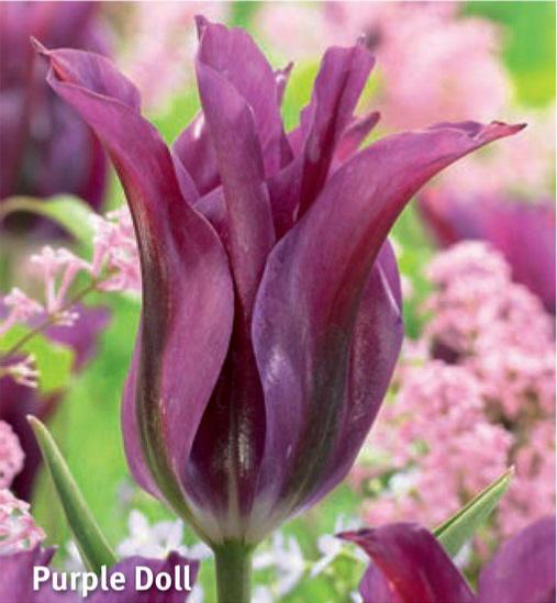 Tulipa Purple Doll