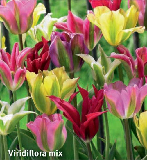 Tulipa Viridiflora Mix