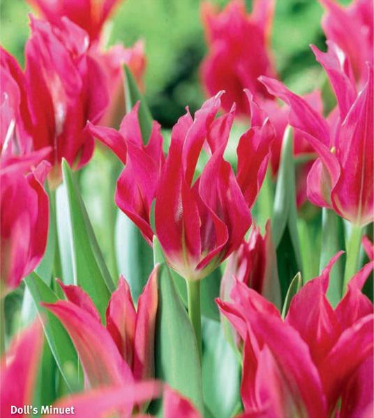 Tulipa Doll's Minuet, 10 stk.