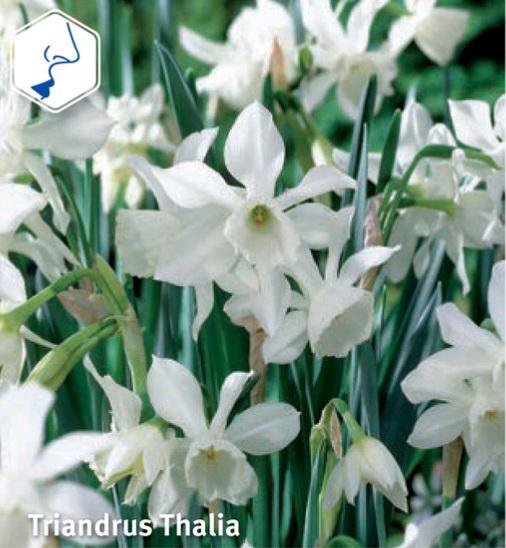 Narcissus Triandus Thalia