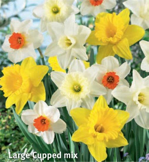 Narcissus Large Cupped Mix