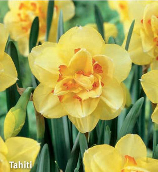 Narcissus Tahiti, 5 stk.