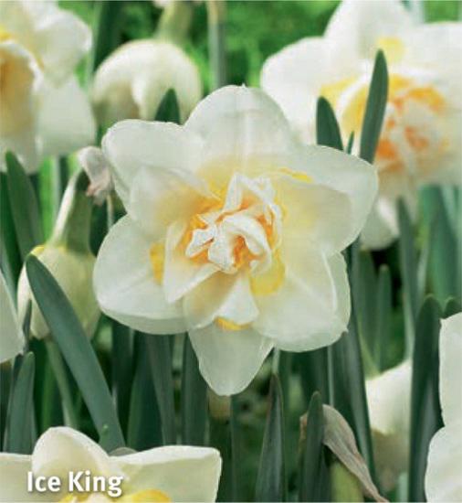 Narcissus Ice King, 5 stk.