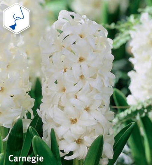 Hyacinthus Carnegie