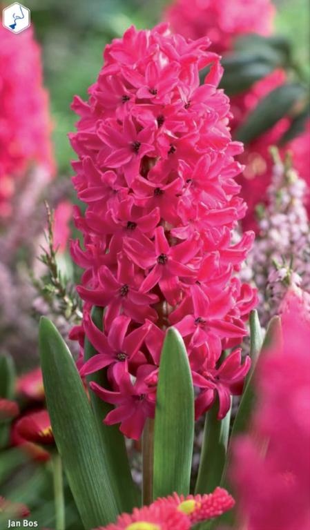 Hyacinthus Jan Bos, 3 stk.