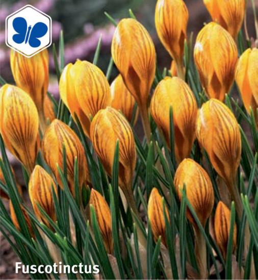 Crocus Fuscotinctus