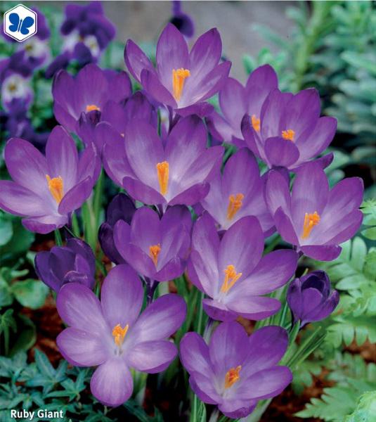 Crocus Ruby Giant