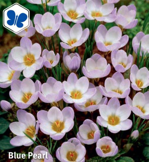 Crocus Blue Pearl