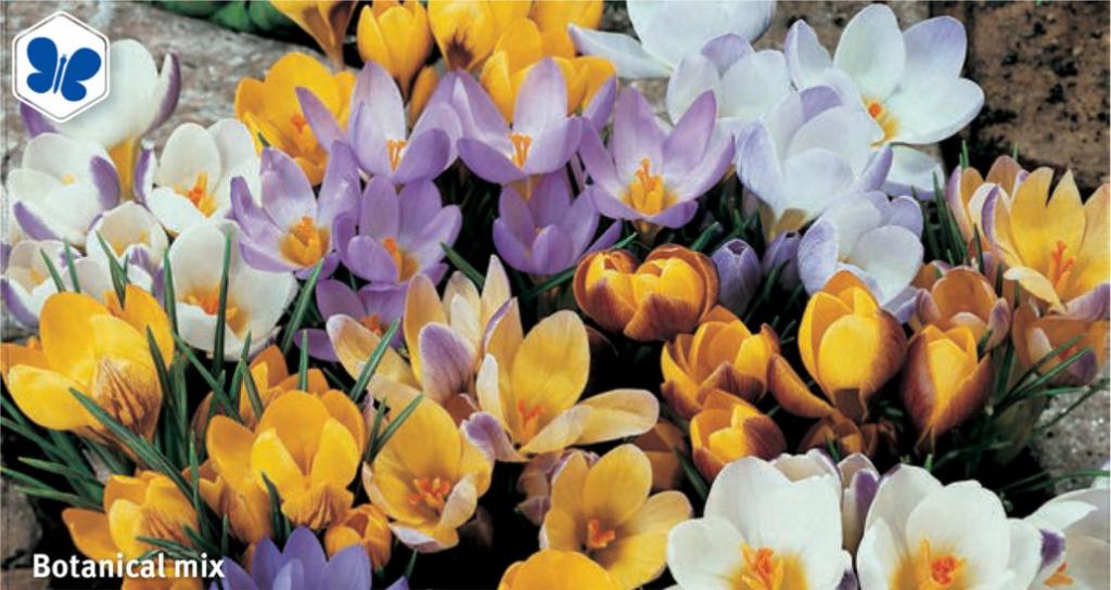 Crocus Botanical Mix