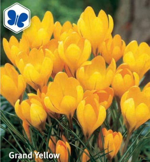 Crocus Grand Yellow