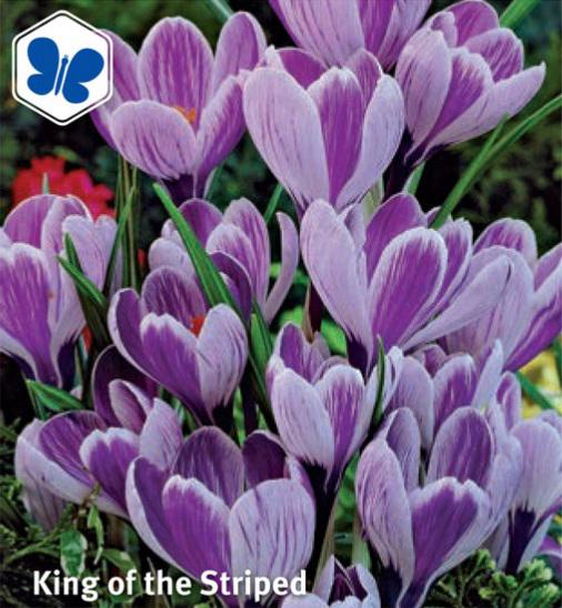 Crocus King of Striped